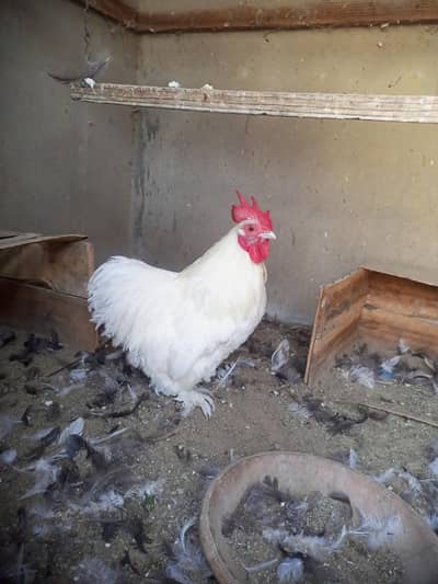 bantam for sell