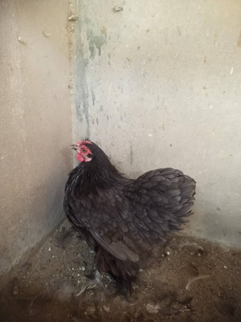 bantam for sell 4