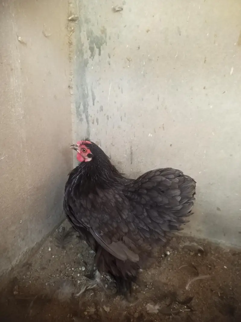 bantam for sell — photo 5