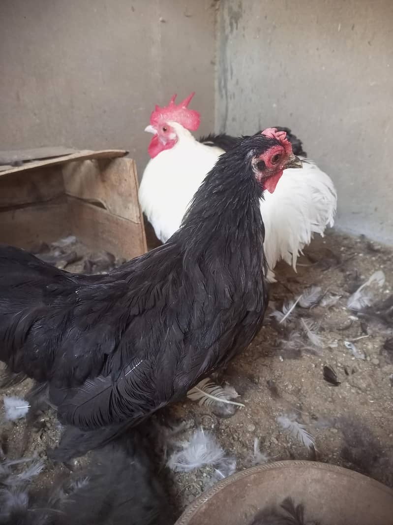 bantam for sell 5