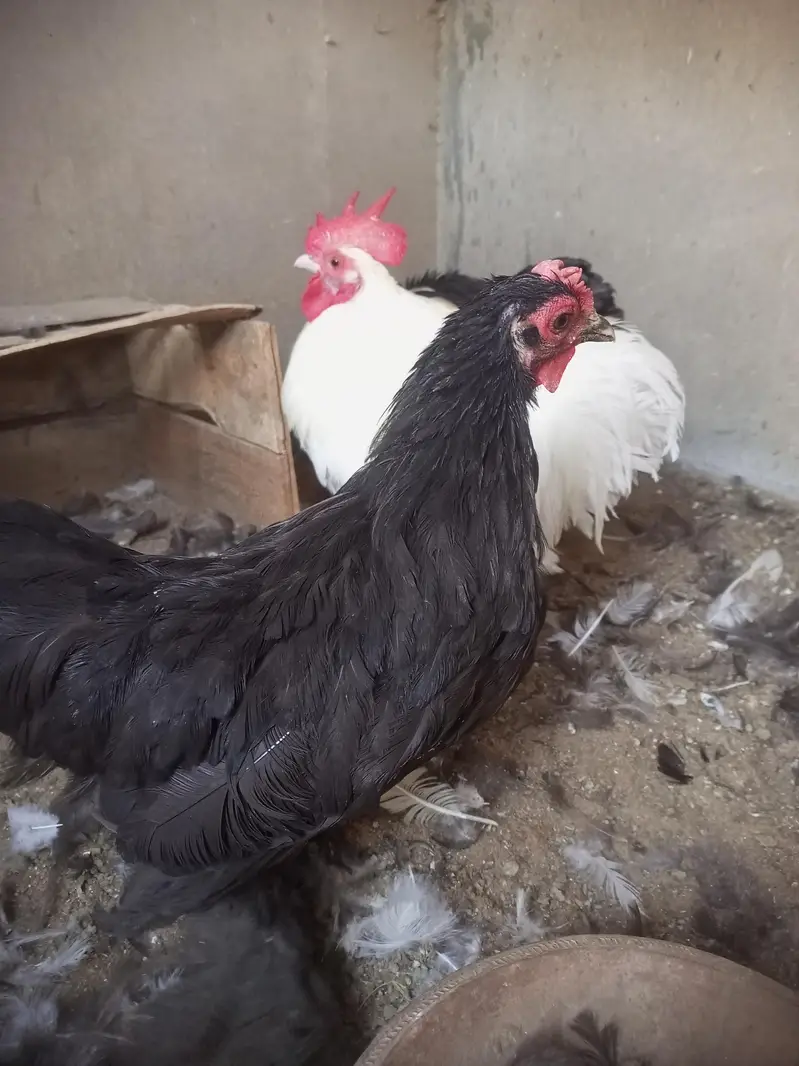 bantam for sell — photo 6
