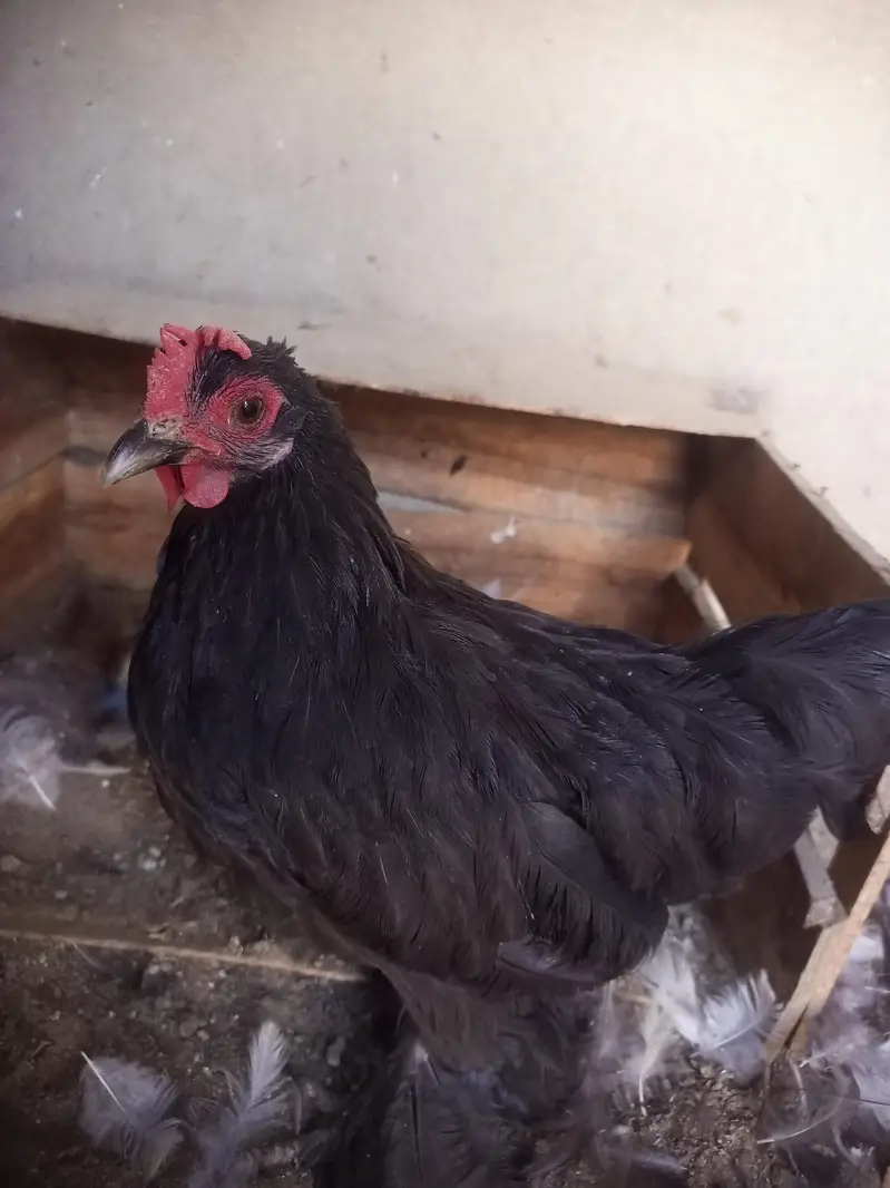 bantam for sell — photo 7