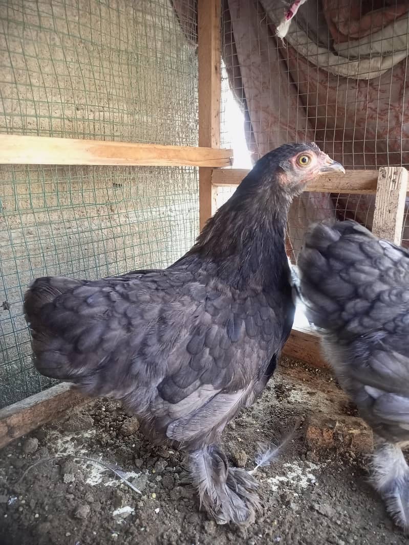 bantam for sell 7