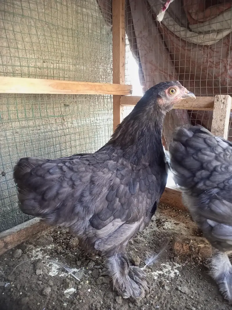 bantam for sell — photo 8