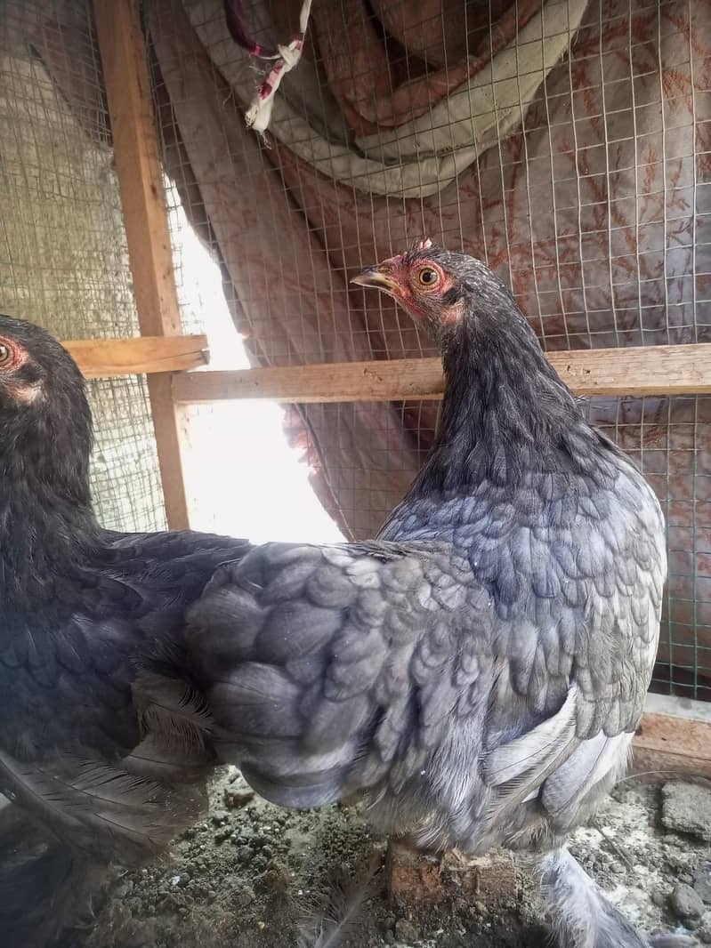 bantam for sell 8