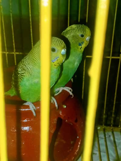 Parrot for sale best colour bird parrot for sale Australian parrot pai