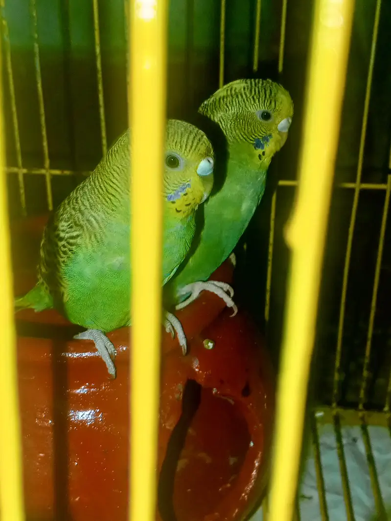 Parrot for sale best colour bird parrot for sale Australian parrot pai — photo 10