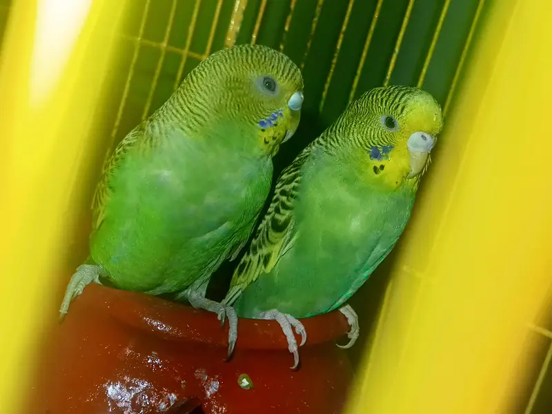 Parrot for sale best colour bird parrot for sale Australian parrot pai — photo 11