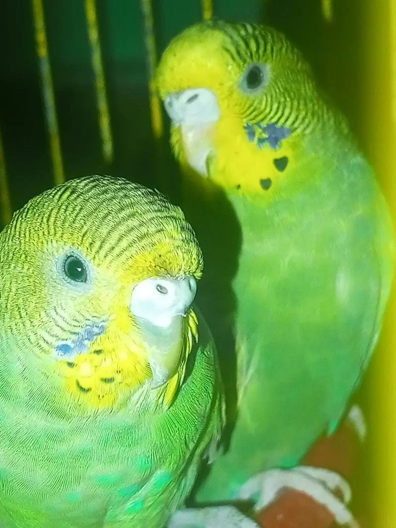 Parrot for sale best colour bird parrot for sale Australian parrot pai — photo 12
