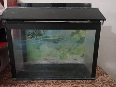 only box fish