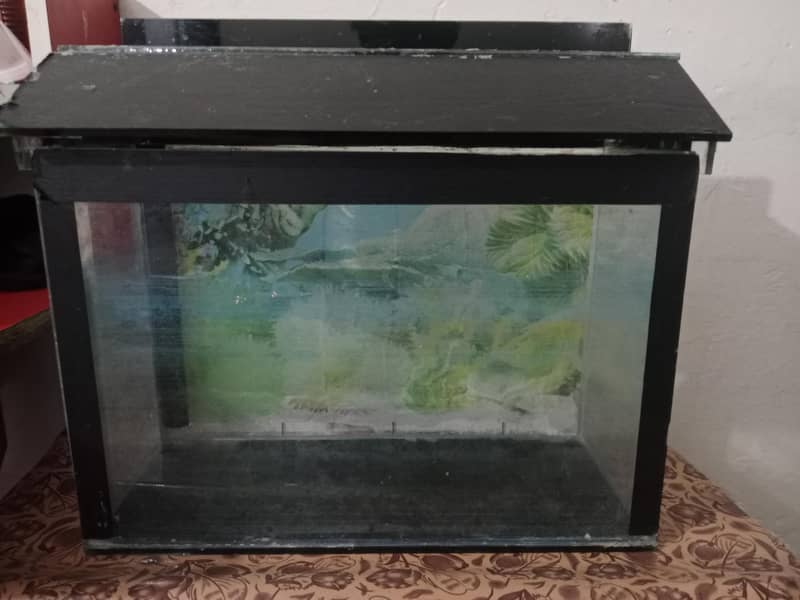 only box fish 0