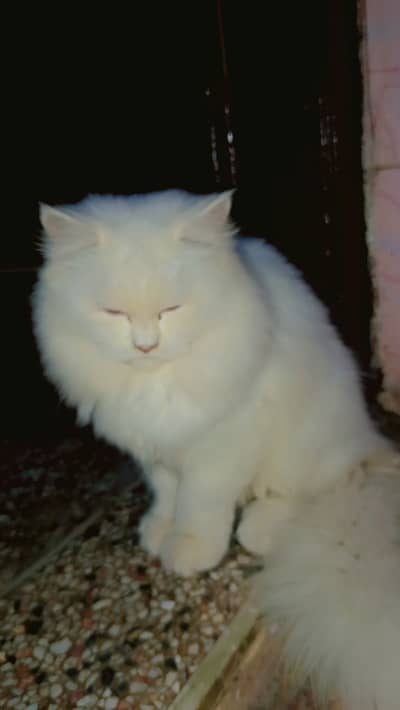 Persian cat triple coat punch face