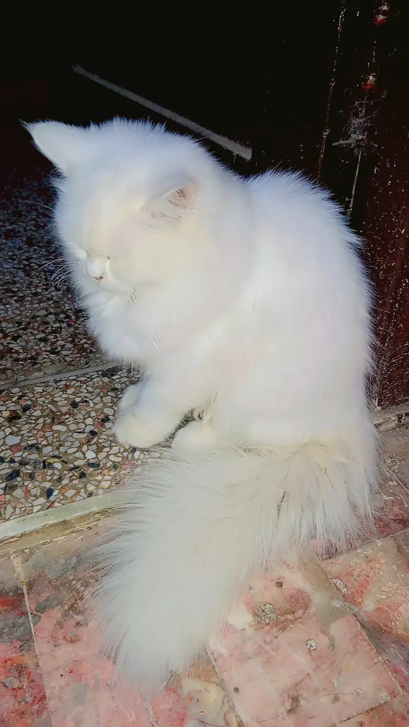 Persian cat triple coat punch face — photo 2