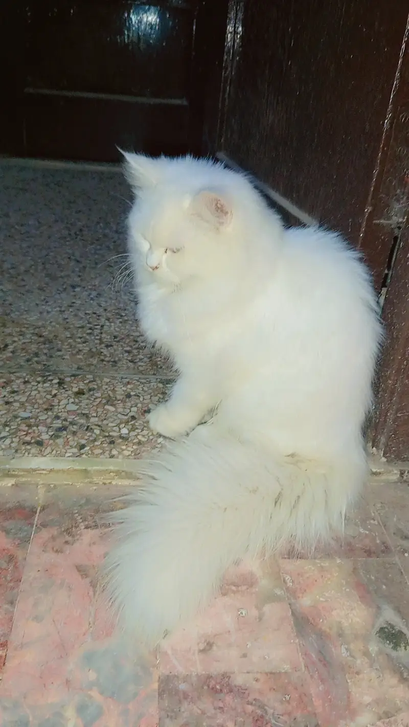 Persian cat triple coat punch face — photo 3