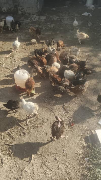hens all urgent sale 60k