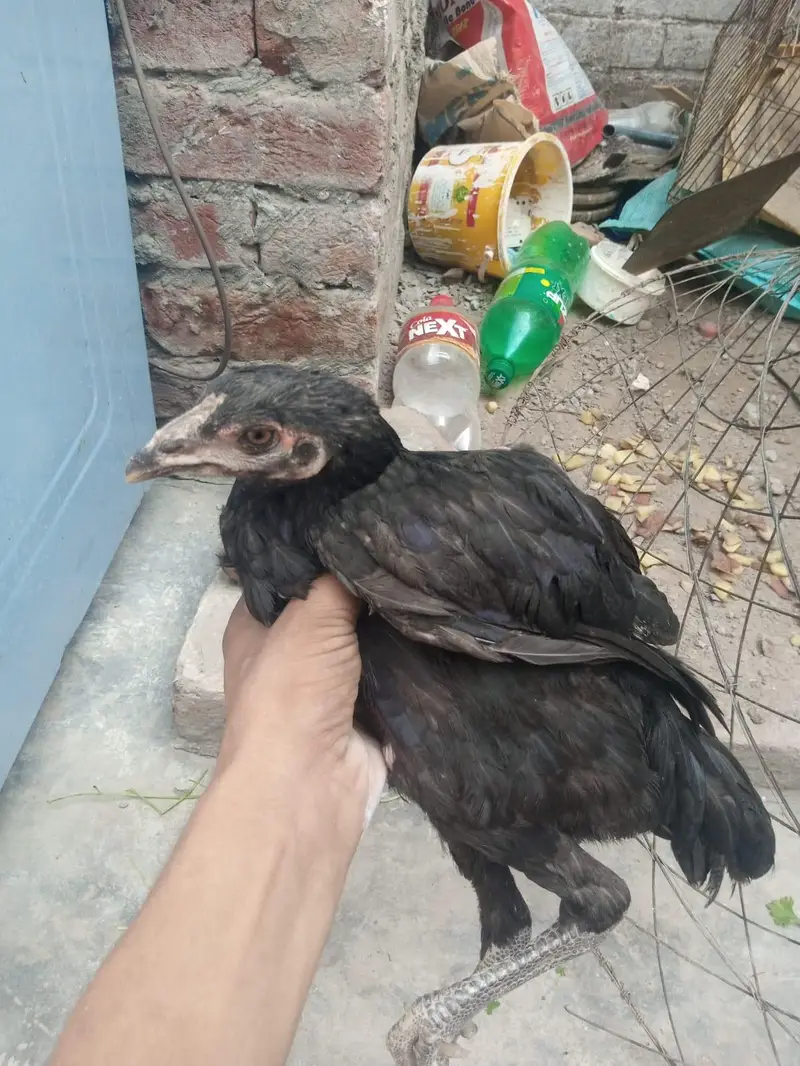 aseel thai — photo 6