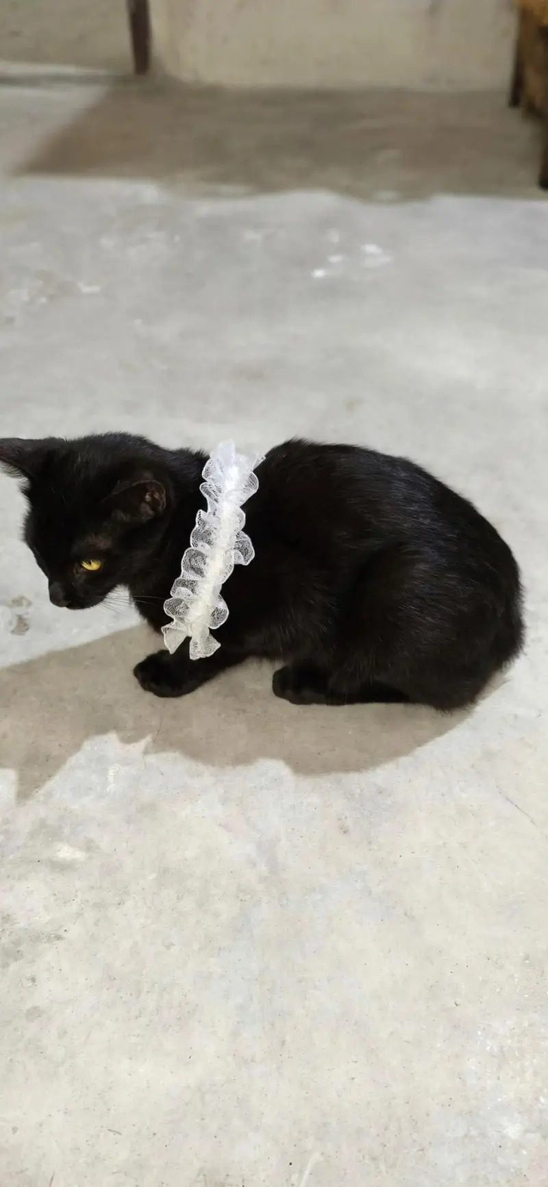 Black beautiful domestic cat litter trained — photo 2