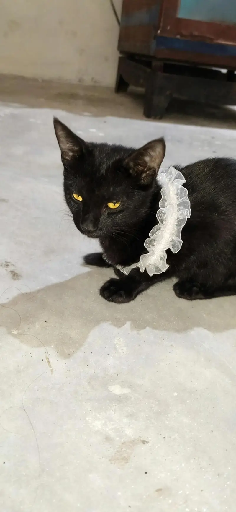 Black beautiful domestic cat litter trained — photo 3