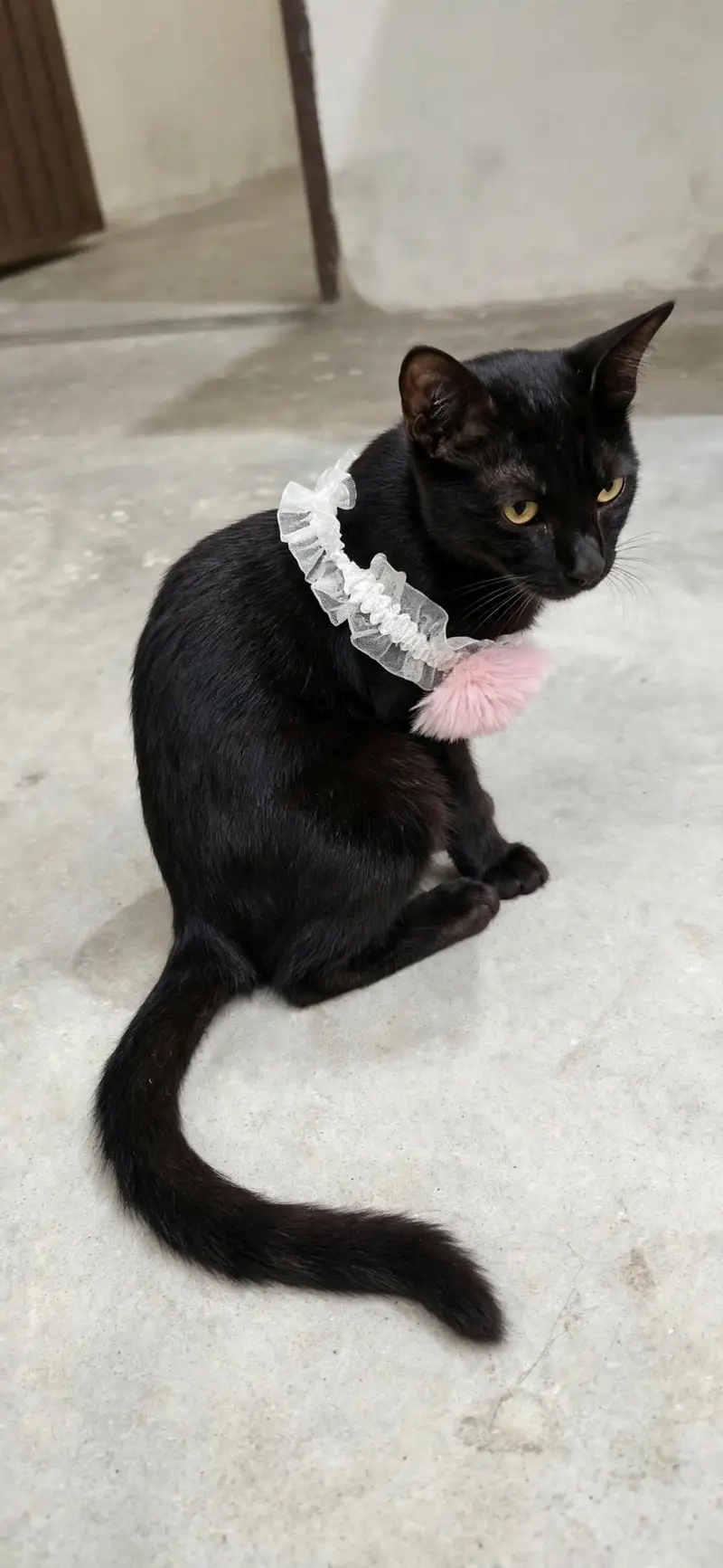 Black beautiful domestic cat litter trained — photo 4