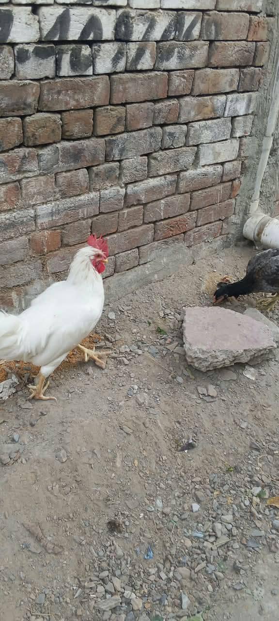 white desi 4