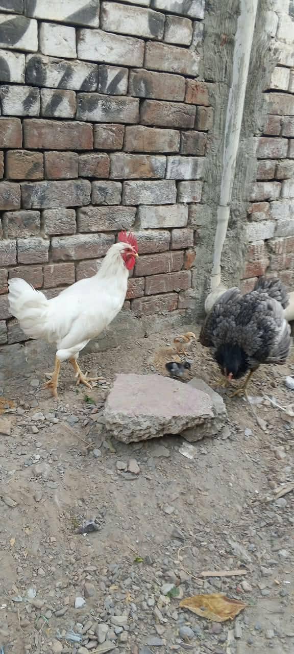 white desi 5