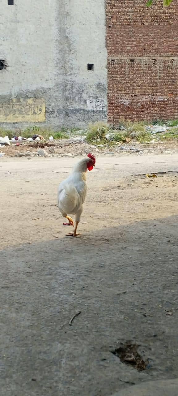 white desi 6