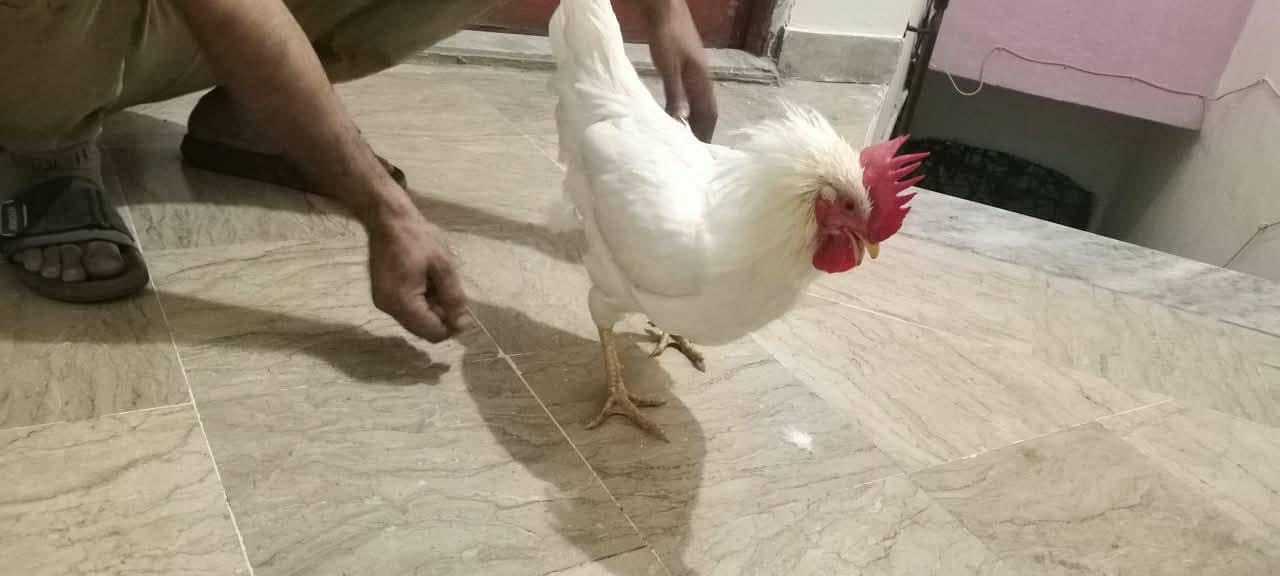 white desi 7