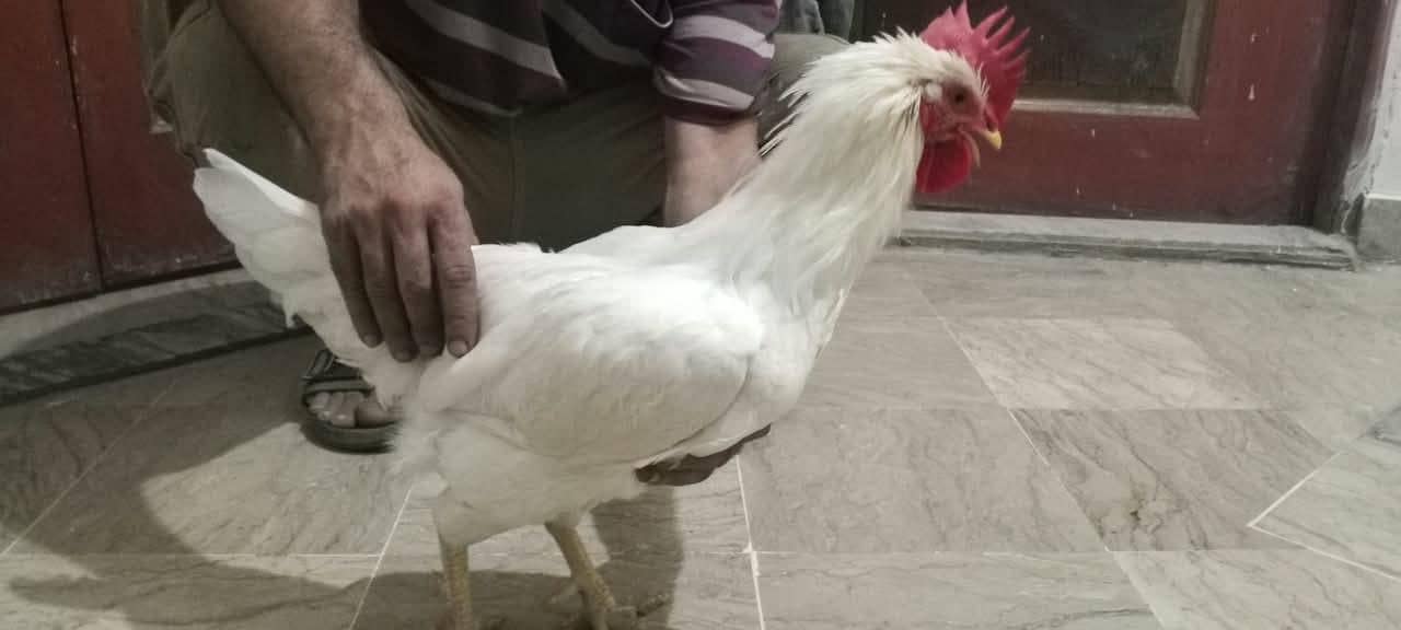white desi 8