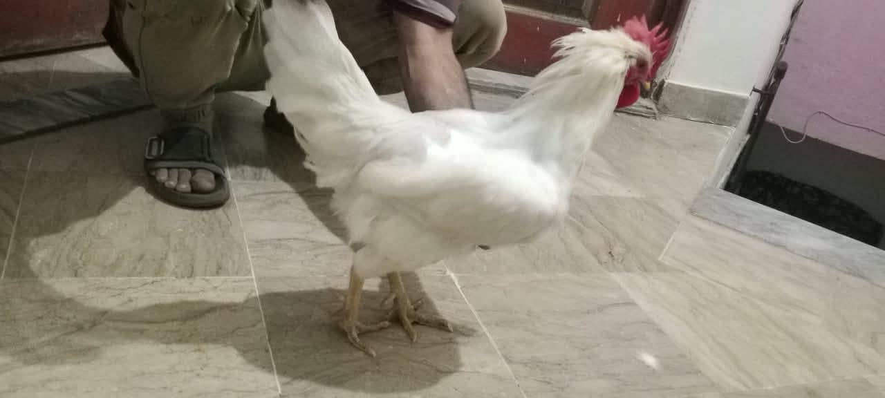 white desi 9