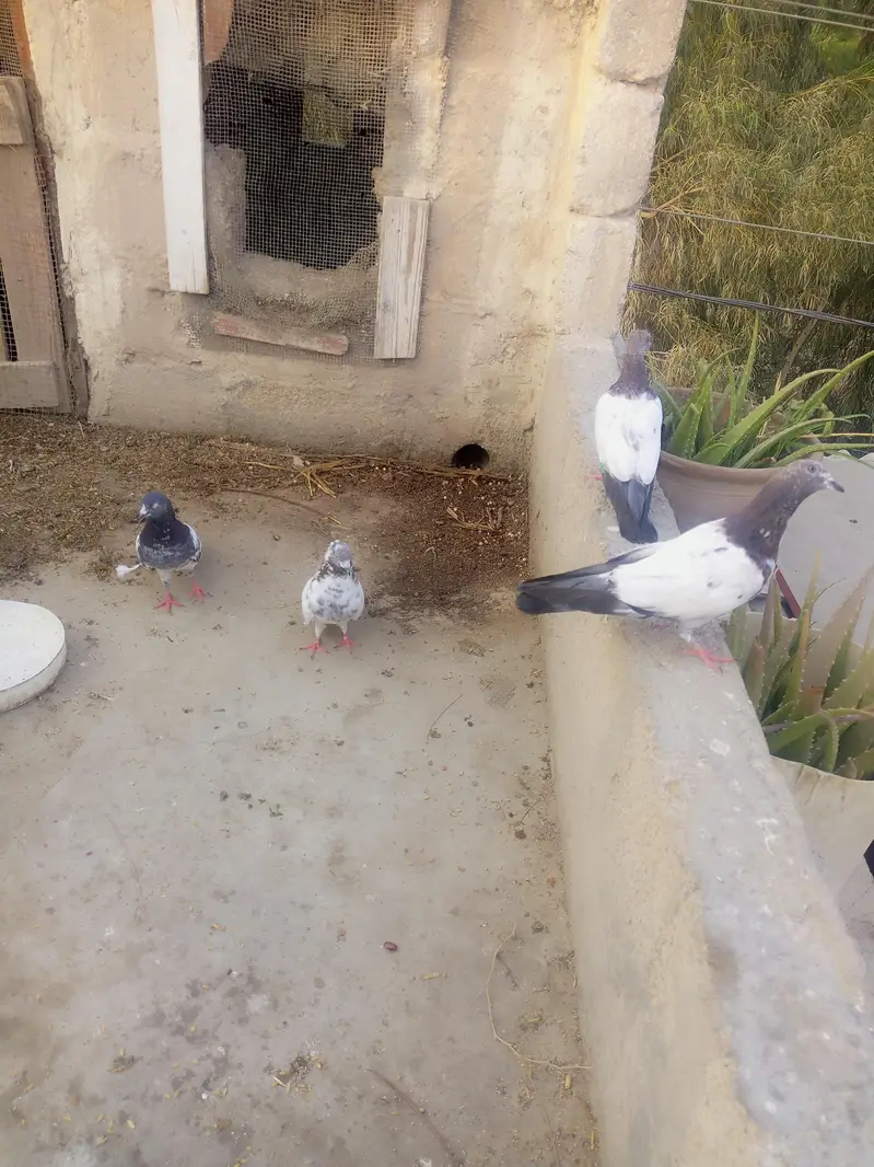 Healthy and Active Pigeons For Sale — photo 2