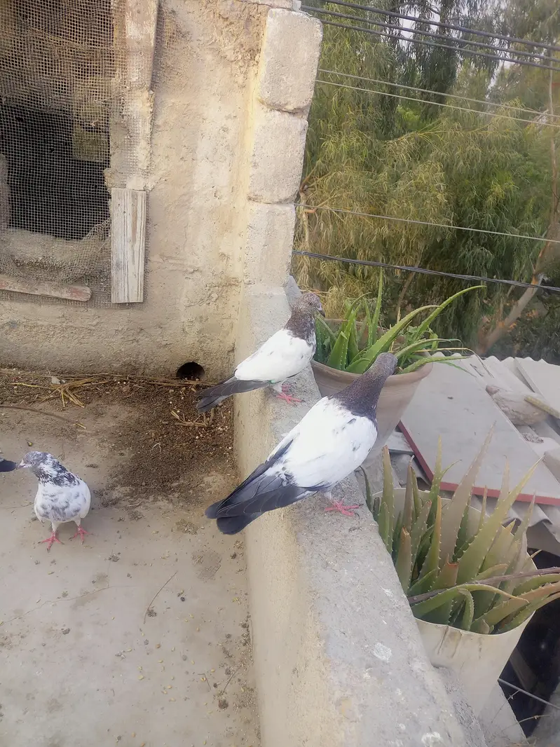 Healthy and Active Pigeons For Sale — photo 3
