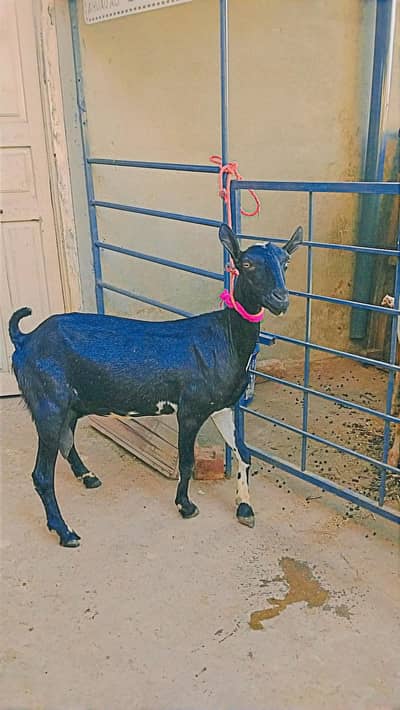 Teddi, Teda bacha,Teddi bakri, Galmori ,barbari , bakra , Goat, Dunmba