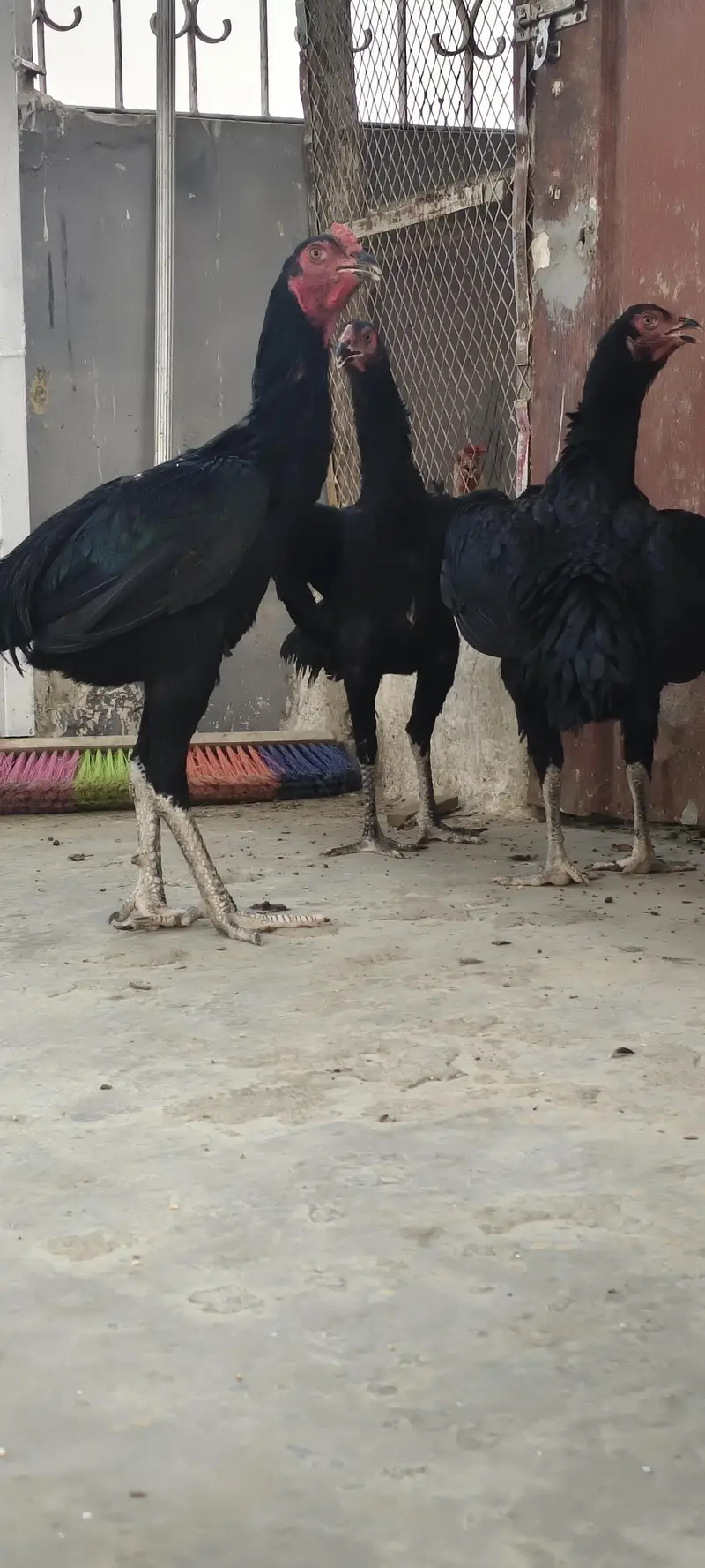 Aseel Shamoo Murgha or murghi — photo 3