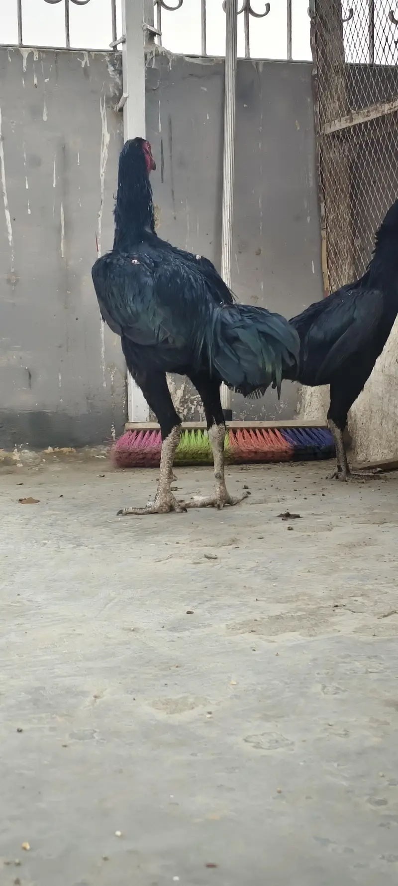 Aseel Shamoo Murgha or murghi — photo 5