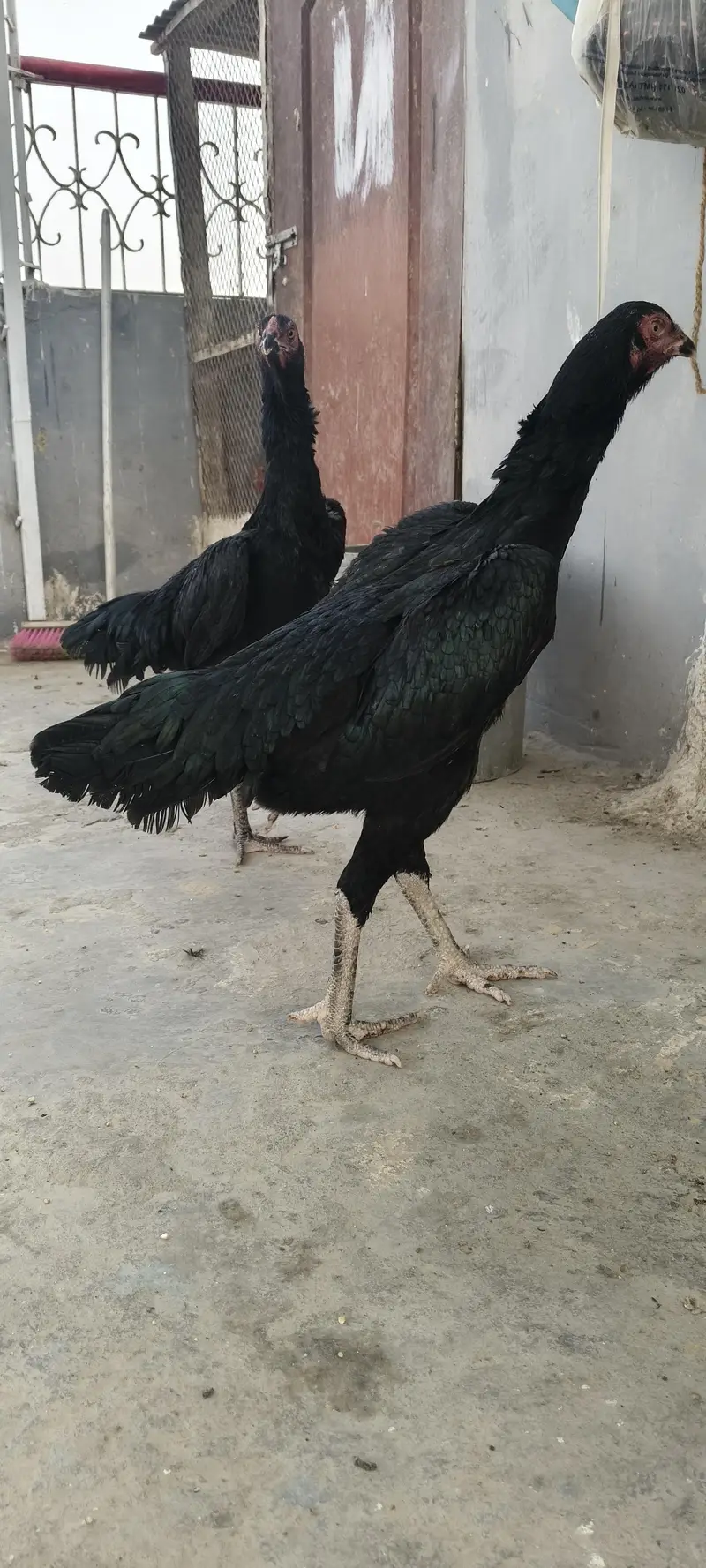 Aseel Shamoo Murgha or murghi — photo 6