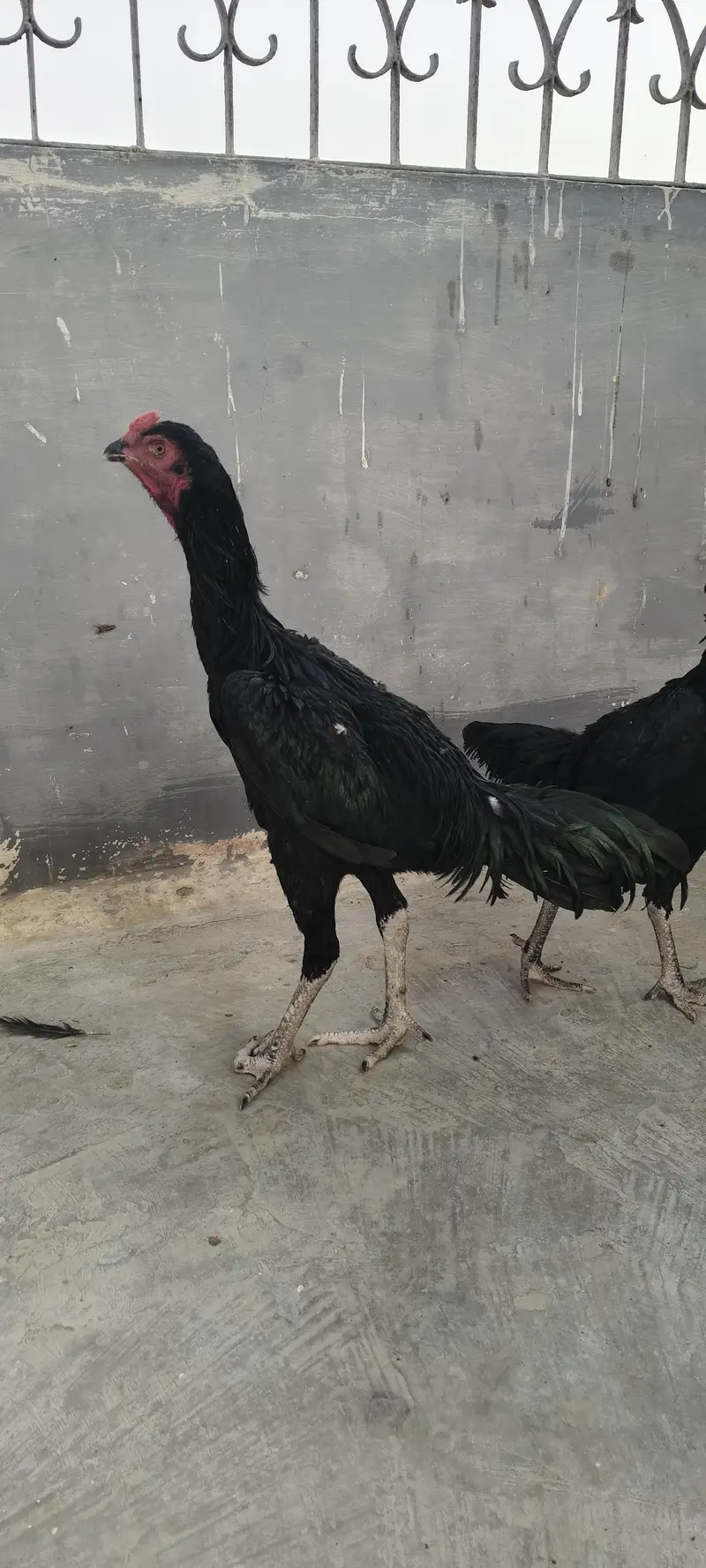 Aseel Shamoo Murgha or murghi — photo 8