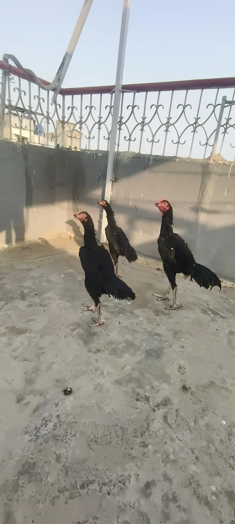 Aseel Shamoo Murgha or murghi — photo 12