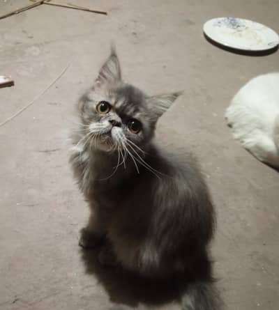 cat for sale