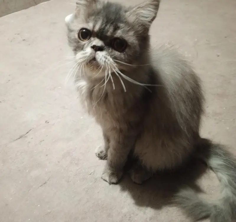 cat for sale — photo 2