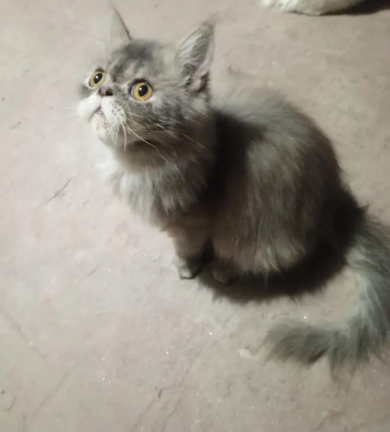 cat for sale — photo 3
