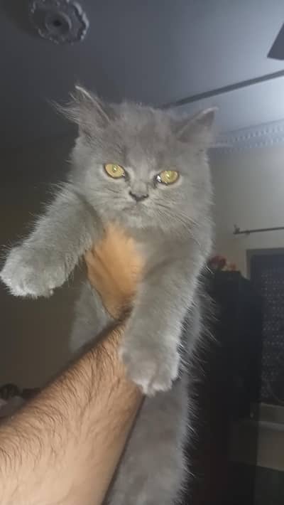 Beautiful  Persian   kitten for sale Punch Face