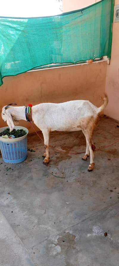 beetal gbbn goat