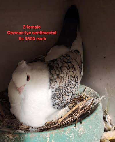 Fancy Pigeons for Sale