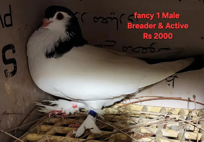 Fancy Pigeons for Sale — photo 2