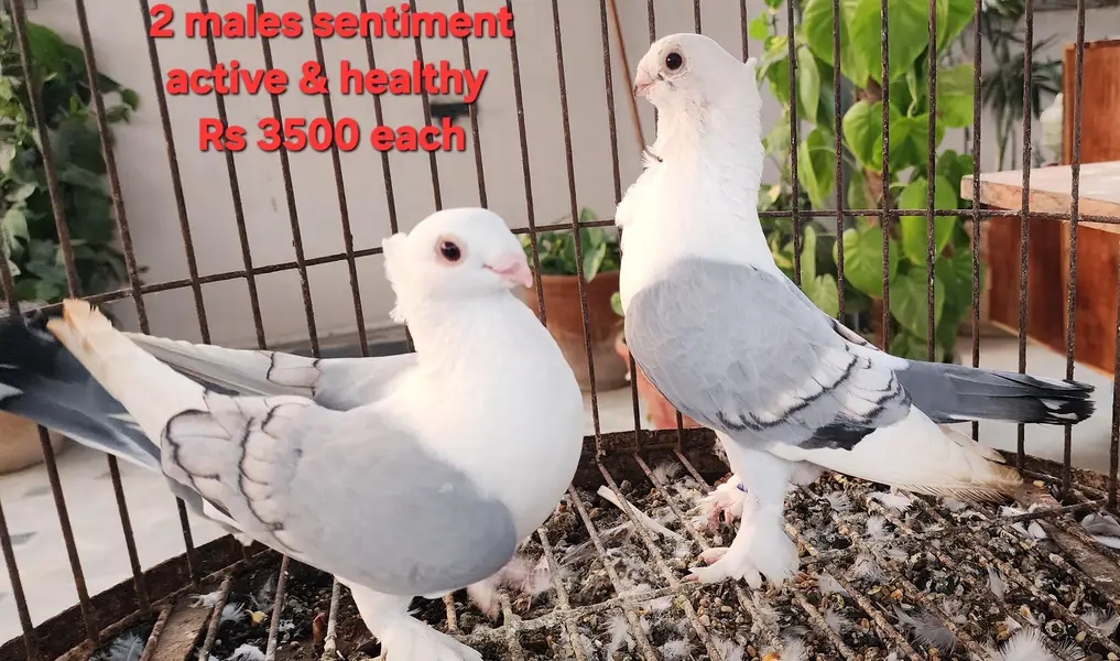 Fancy Pigeons for Sale — photo 3