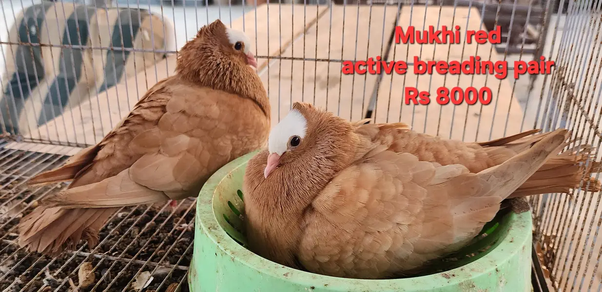 Fancy Pigeons for Sale — photo 4