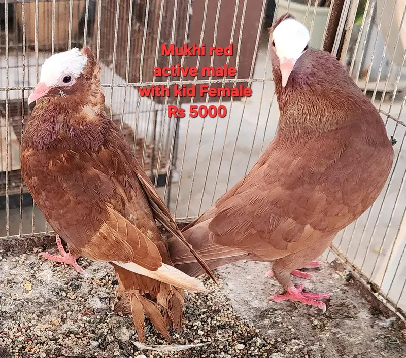 Fancy Pigeons for Sale — photo 5