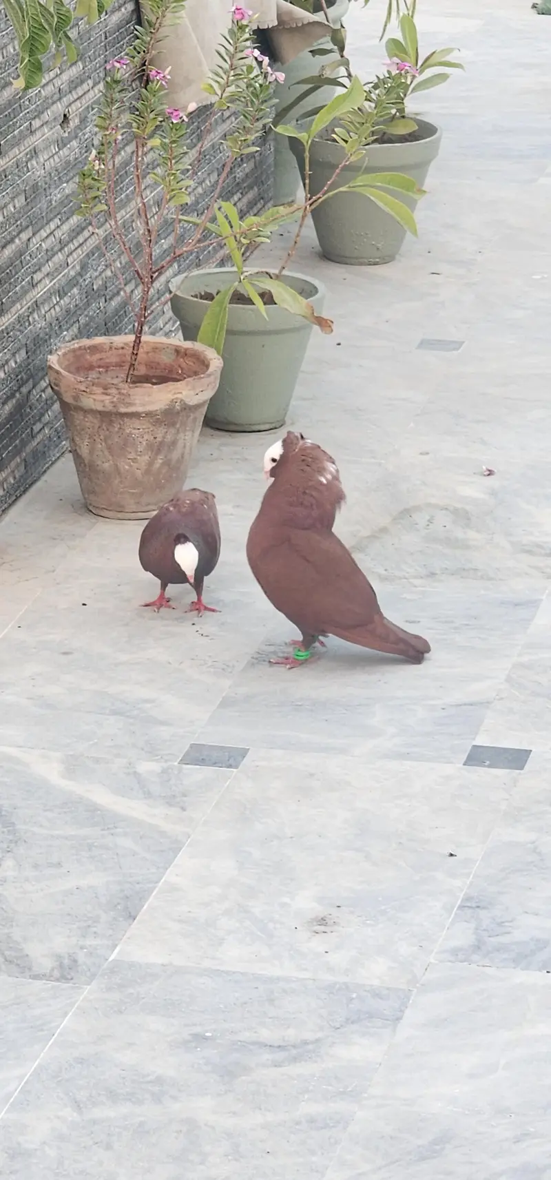 Fancy Pigeons for Sale — photo 6