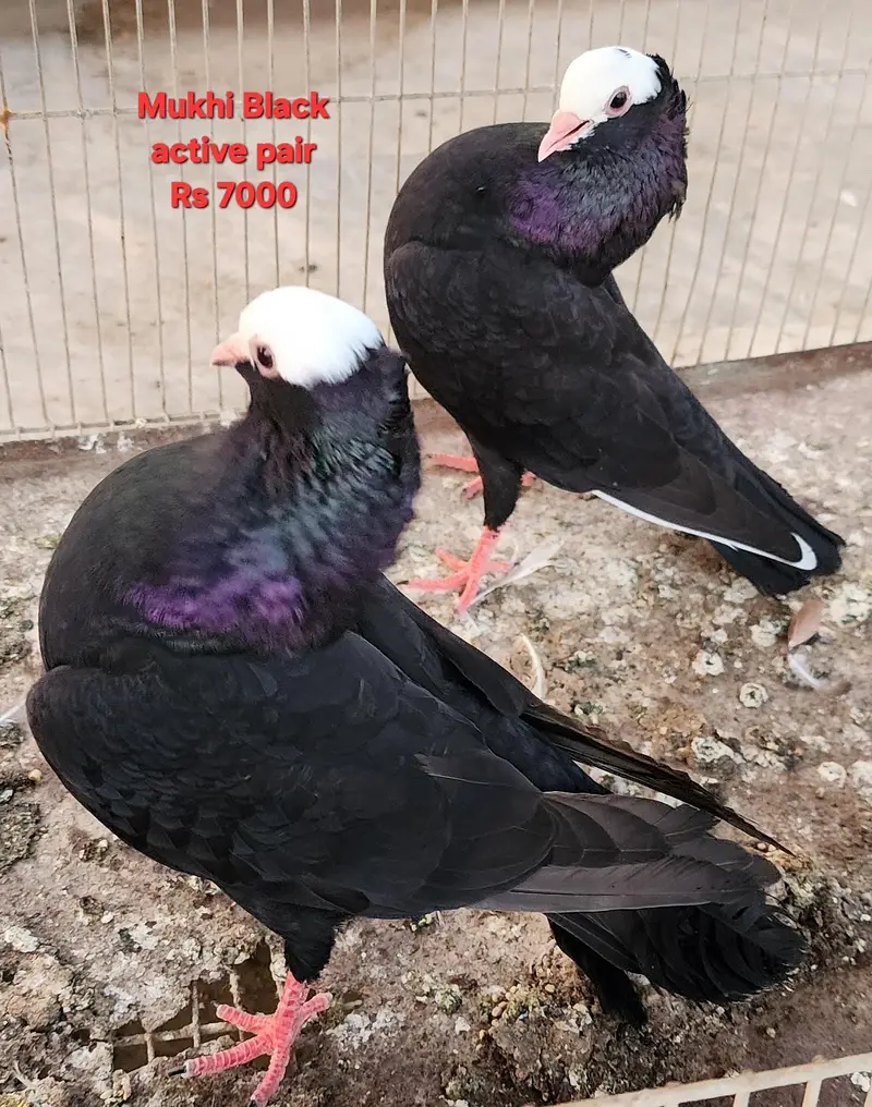 Fancy Pigeons for Sale — photo 7