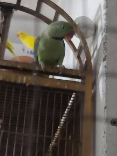 Kashmiri Raw parrot